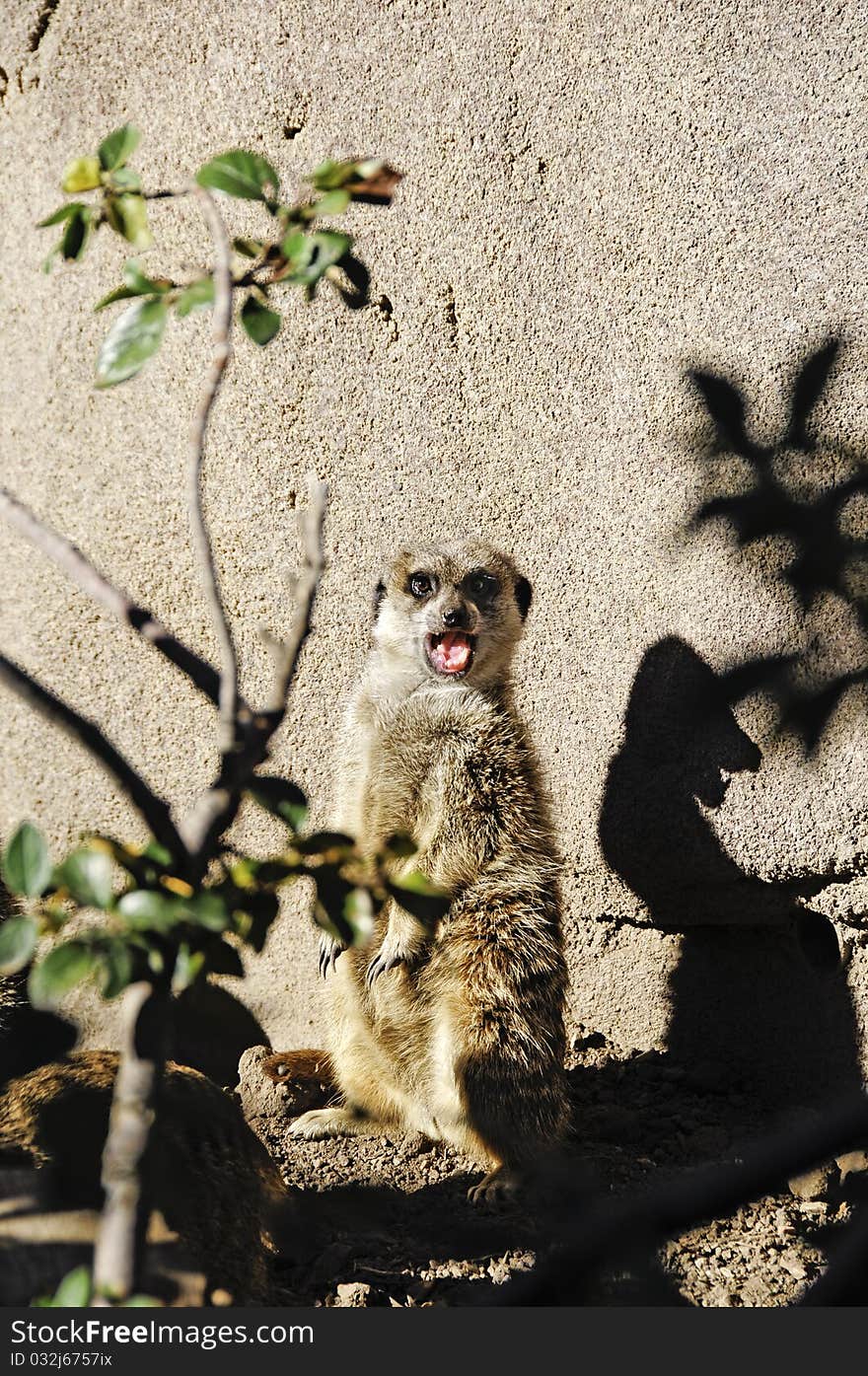 Meerkat