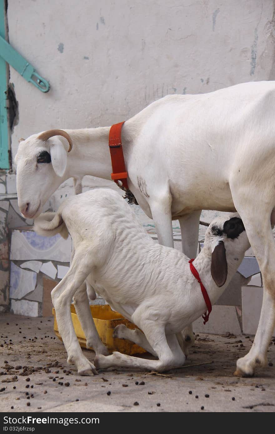 Lamb Drinks Mother s Milk