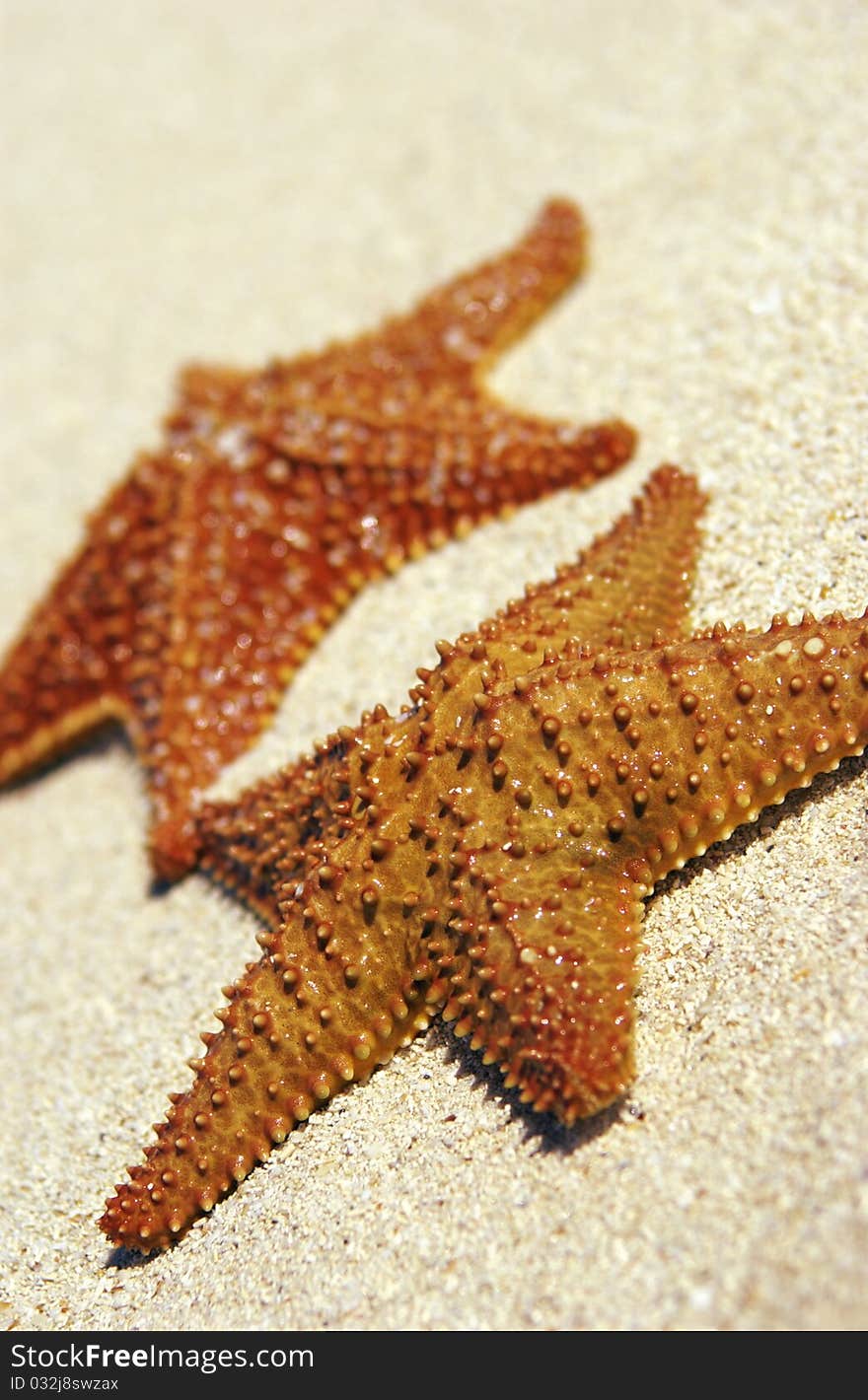 Starfish