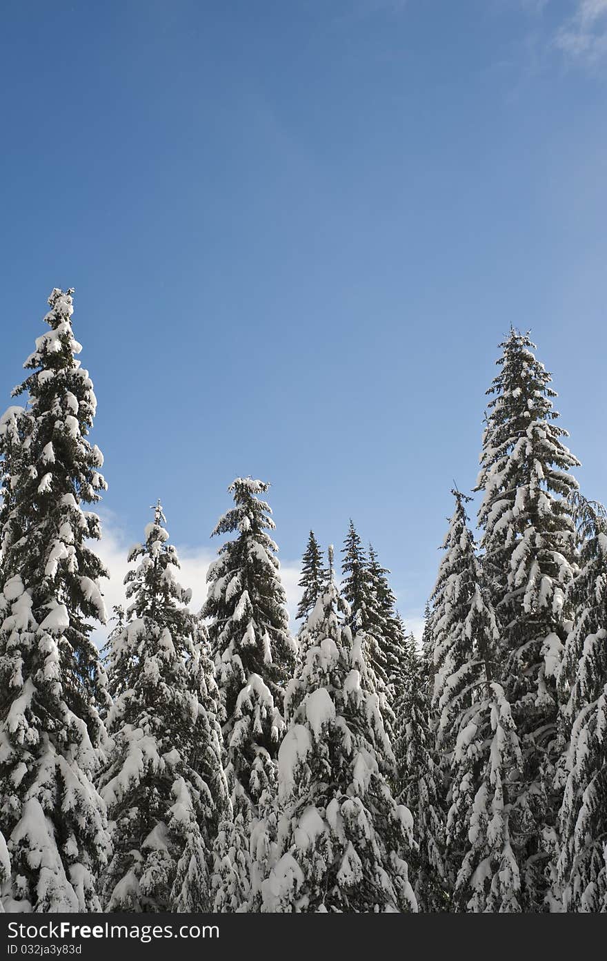 Snowy winter forest with blue sky