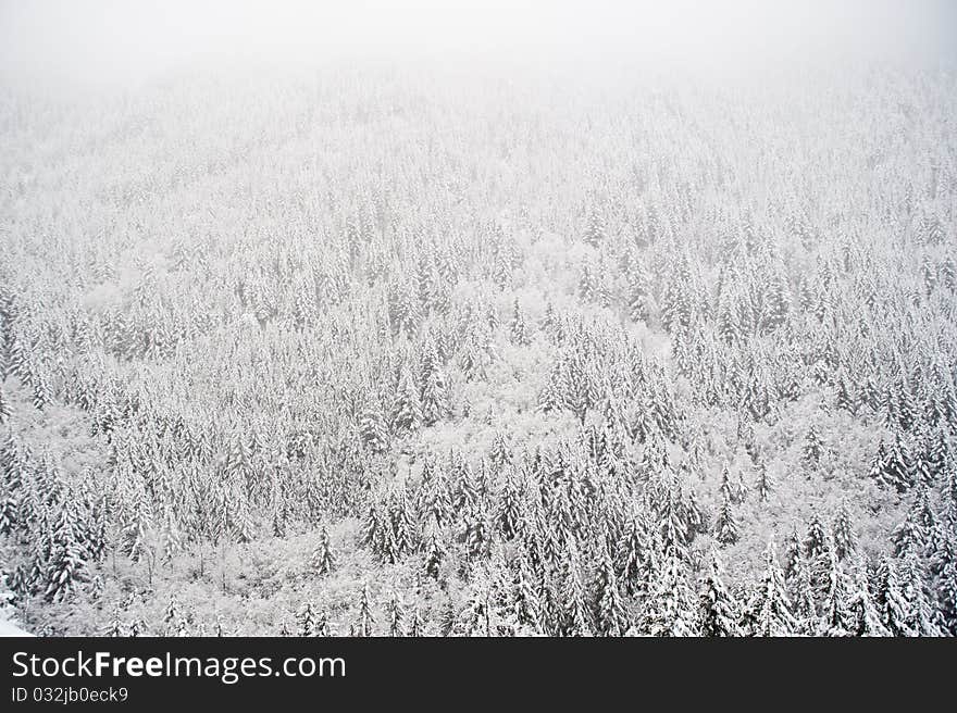 Forest covered with snow in a blizzard. Forest covered with snow in a blizzard