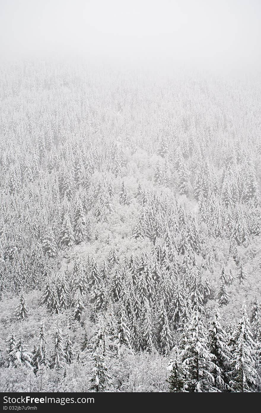 Forest covered with snow in a blizzard. Forest covered with snow in a blizzard