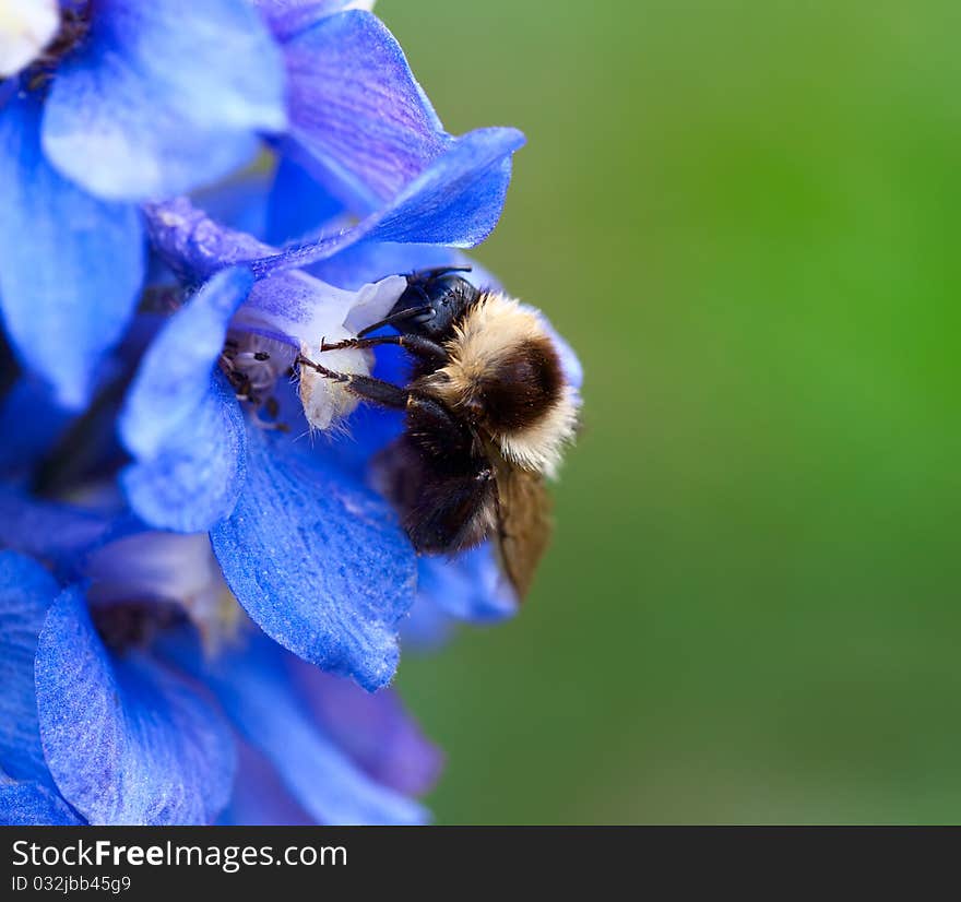 Bumble bee on a flower delphinium. Bumble bee on a flower delphinium.