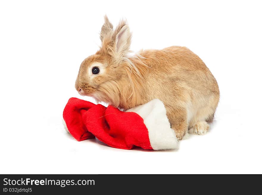 Bunny and santa red hat. Bunny and santa red hat