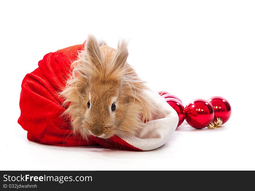 Bunny in santa hat