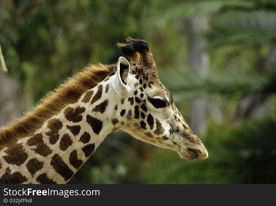 A close up of a Girafe walking. A close up of a Girafe walking