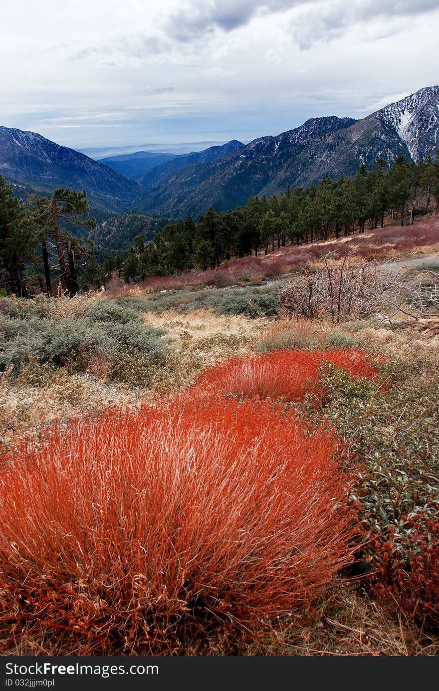 Beautiful,red bushes in the Angeles National Forest in the winter with snow capped mountains in the background. Beautiful,red bushes in the Angeles National Forest in the winter with snow capped mountains in the background.