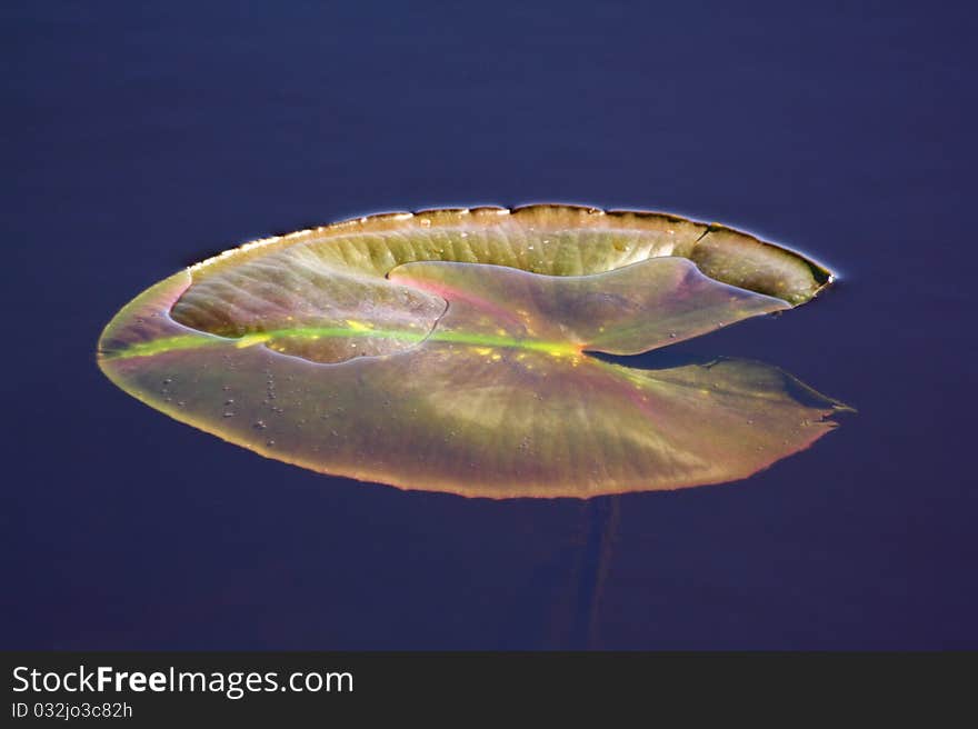 Leaf of water-lily