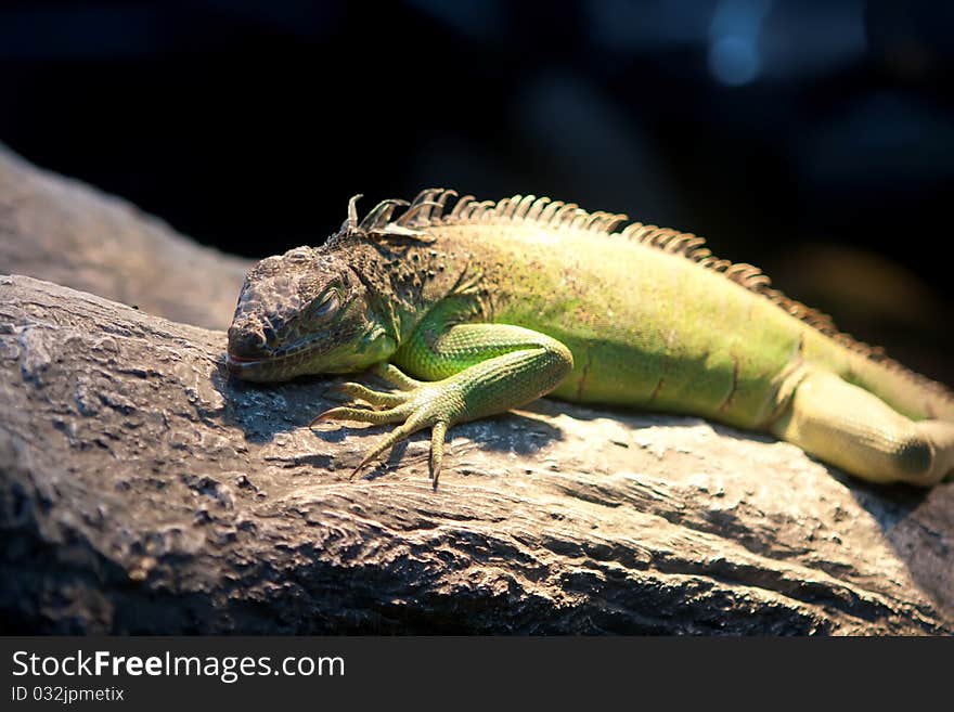 A view of an iguana on a tree branch