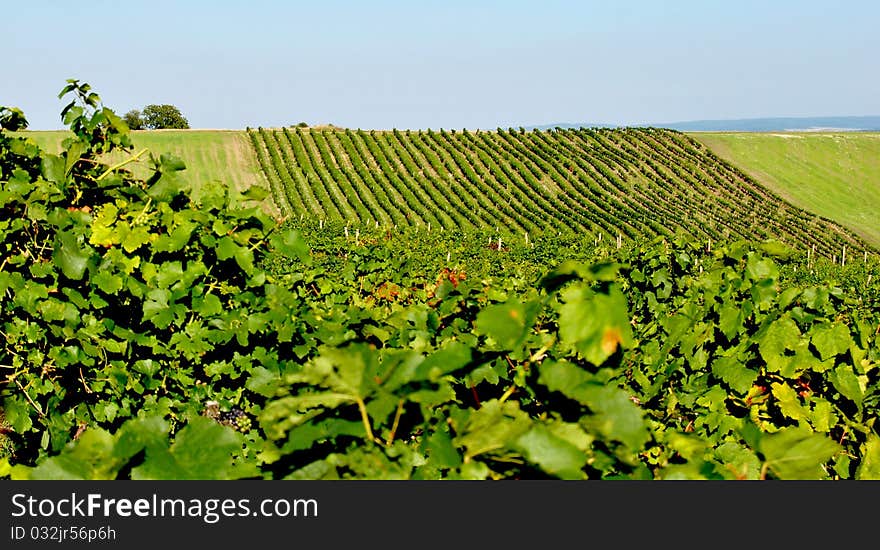 Hills covered by green vineayrd. Hills covered by green vineayrd