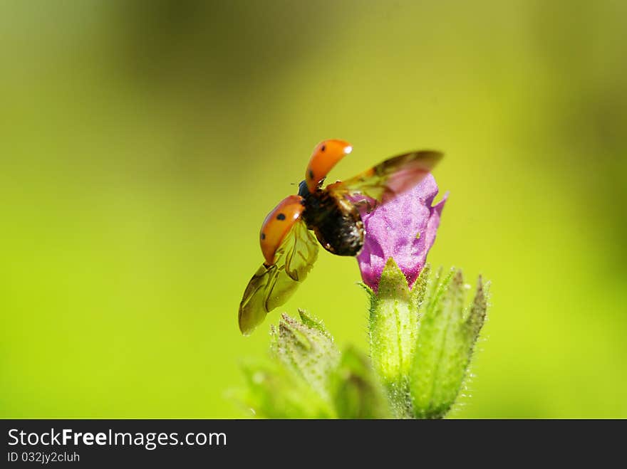 Ladybug