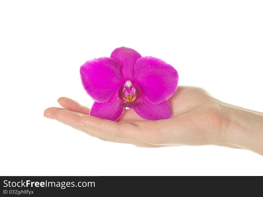 Hand and orchid over isolated white background