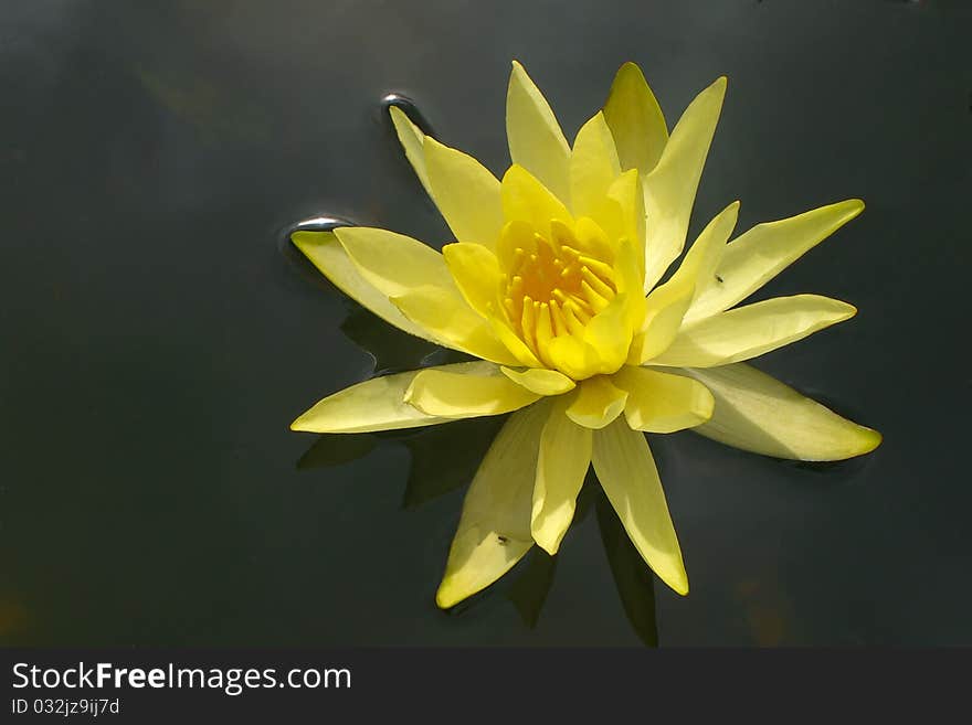 Yellow waterlily