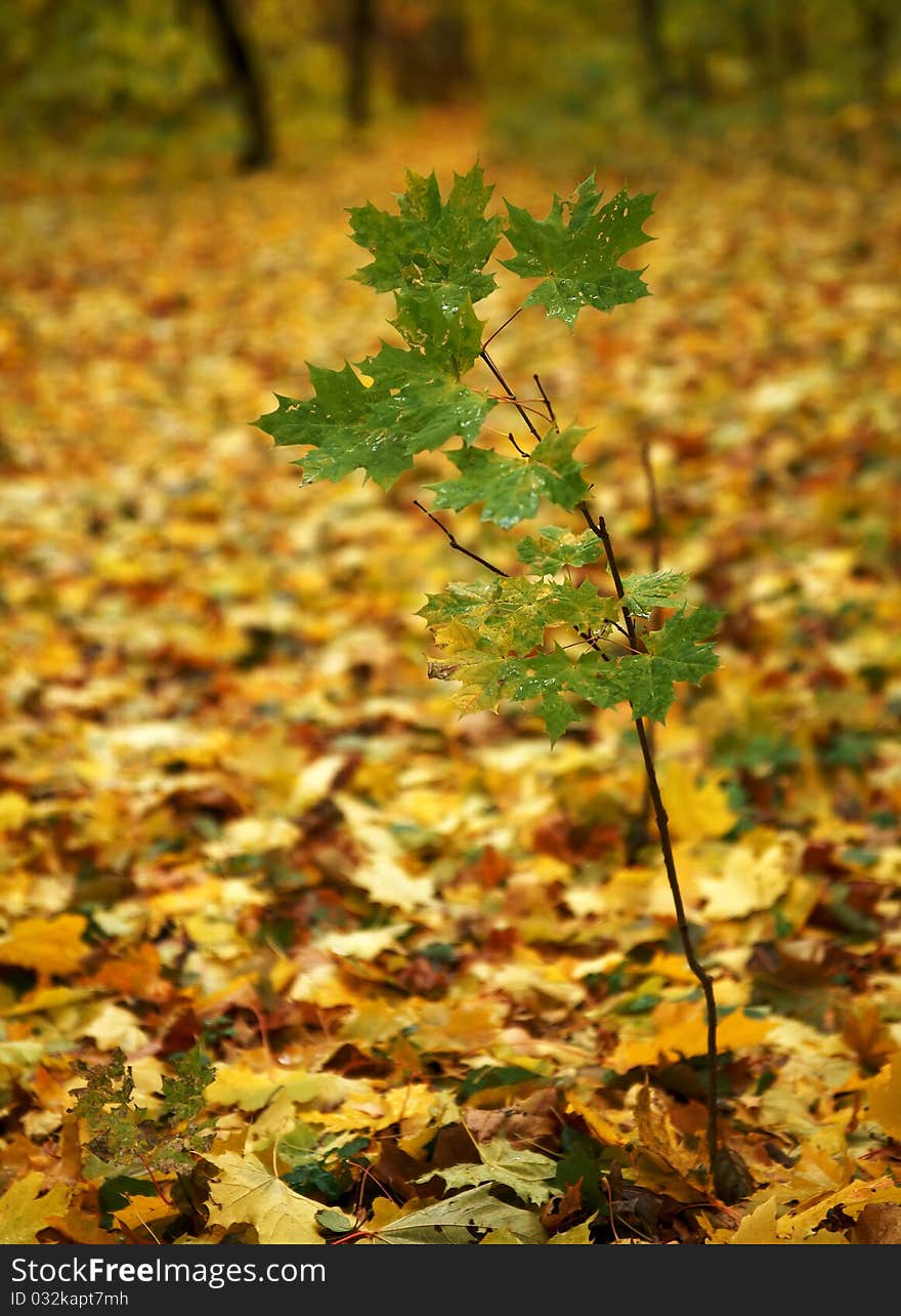 Autumn. A small green maple.