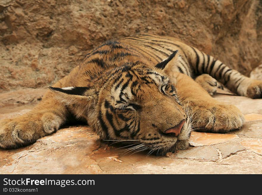 Sleeping Tiger in Thailands Tiger Temple