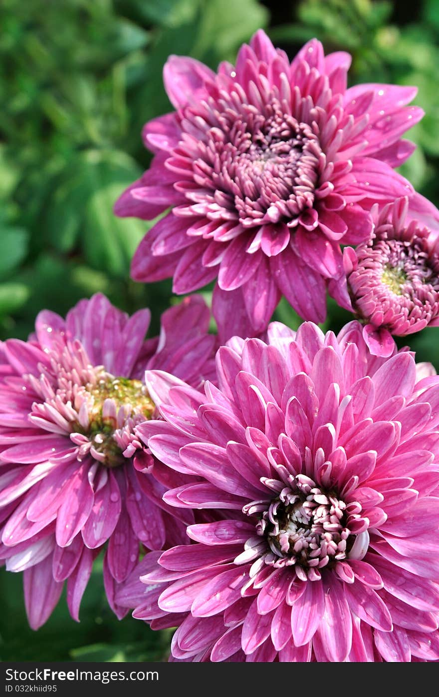 Purple chrysanthemum flowers cluster, shown as color comparing between purple and green, and radial shape.