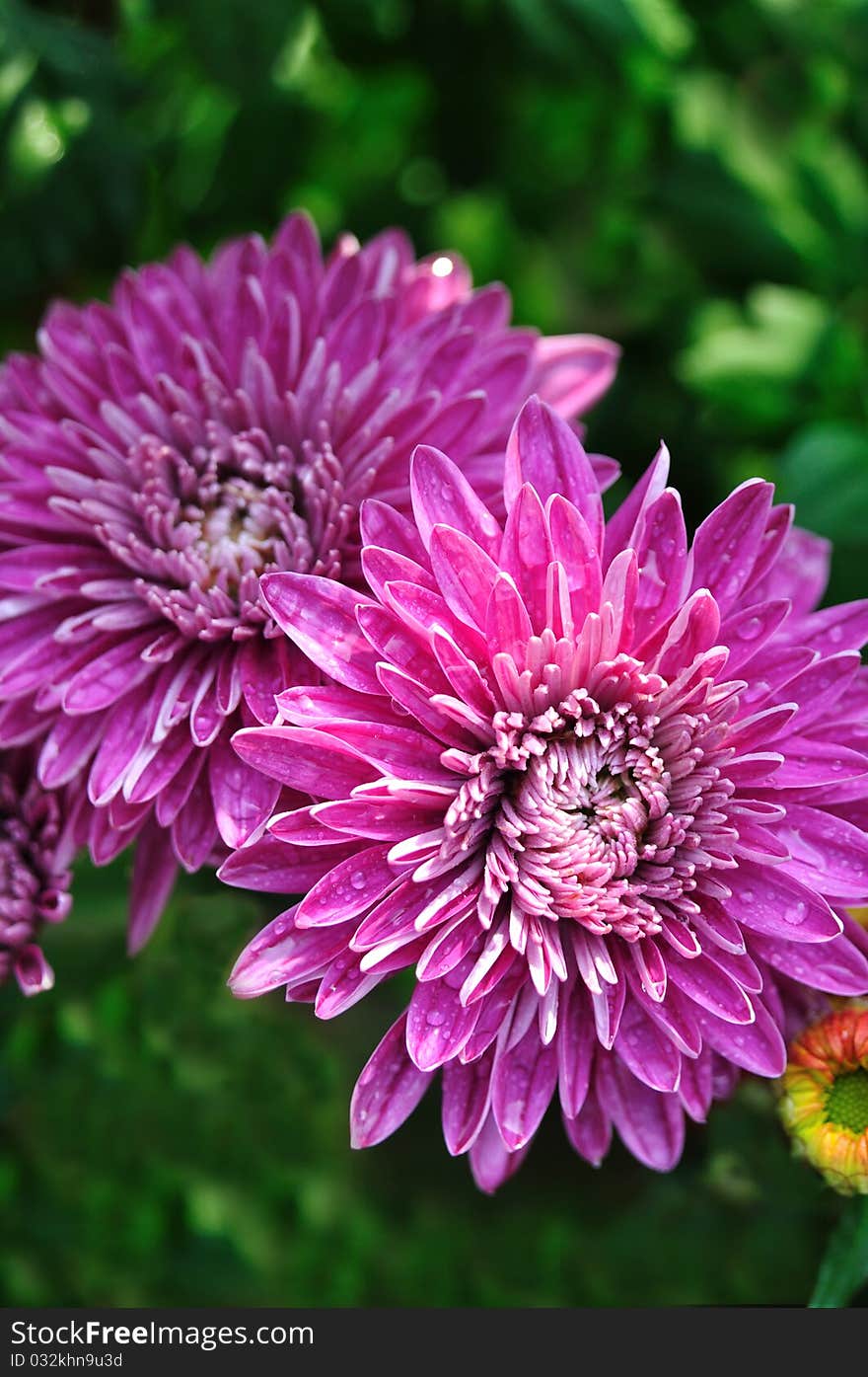 Pair Of Purple Chrysanthemum