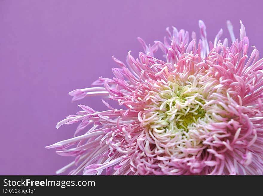 Purple chrysanthemum flowers in front of purple background. Purple chrysanthemum flowers in front of purple background.