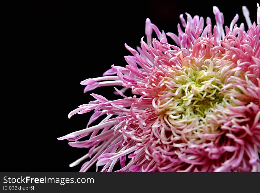 Chrysanthemum in black background