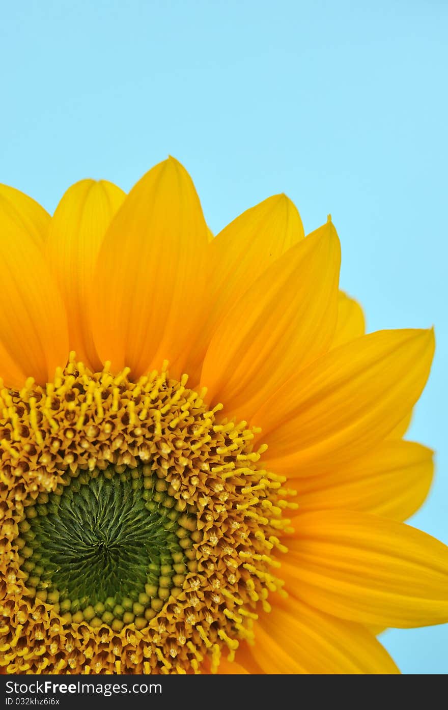 Yellow sunflower