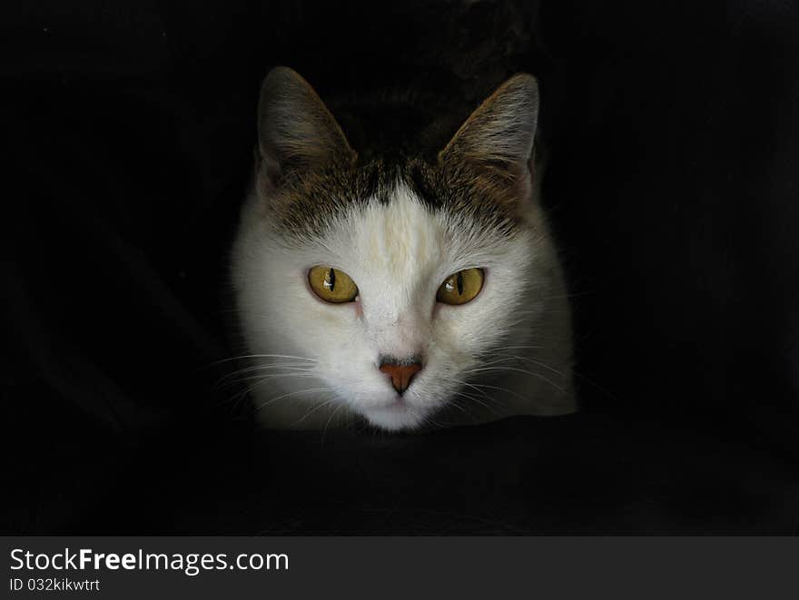 White cat staring on a black background