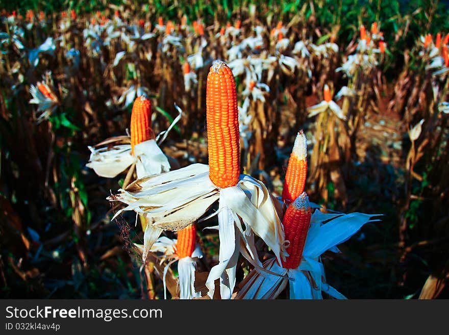 Amazing corn farm at Baanrai Utaithani Thailand