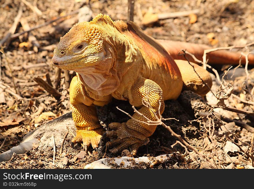 Iguana Terrestre is found on Santa Cruz Island in the Galapagos Islands. This photo was taken at the Charles Darwin Research Center.