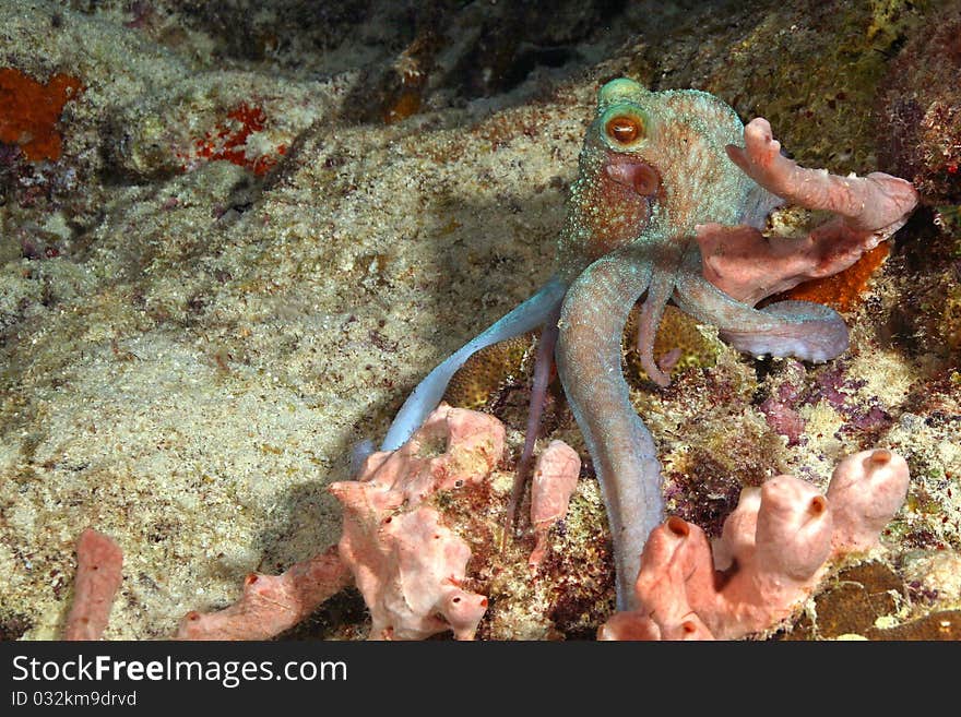 Caribbean Reef Octopus (Octopus briareus) on a night dive in Bonaire. Caribbean Reef Octopus (Octopus briareus) on a night dive in Bonaire