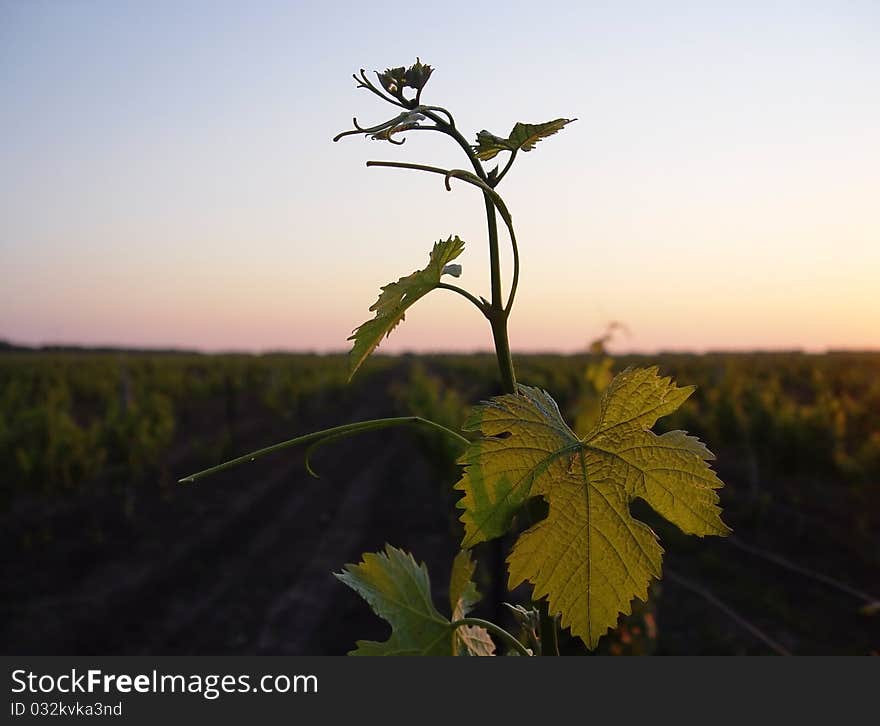 Grape tendrils reaching upward a sunset background