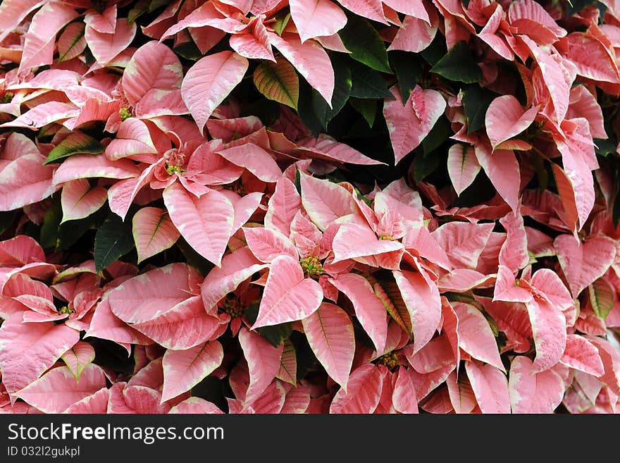 Pink Poinsettia Background