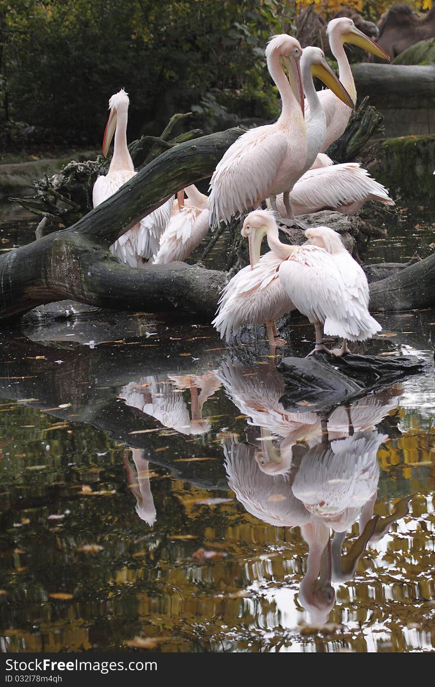 Pelicans