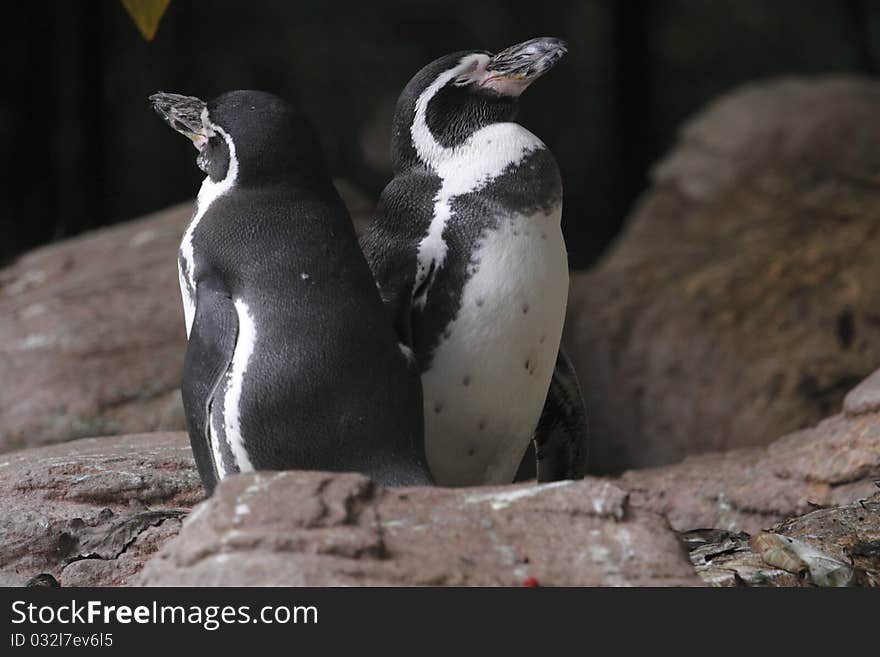 The pair of Humboldt penguins (Spheniscus humboldti).