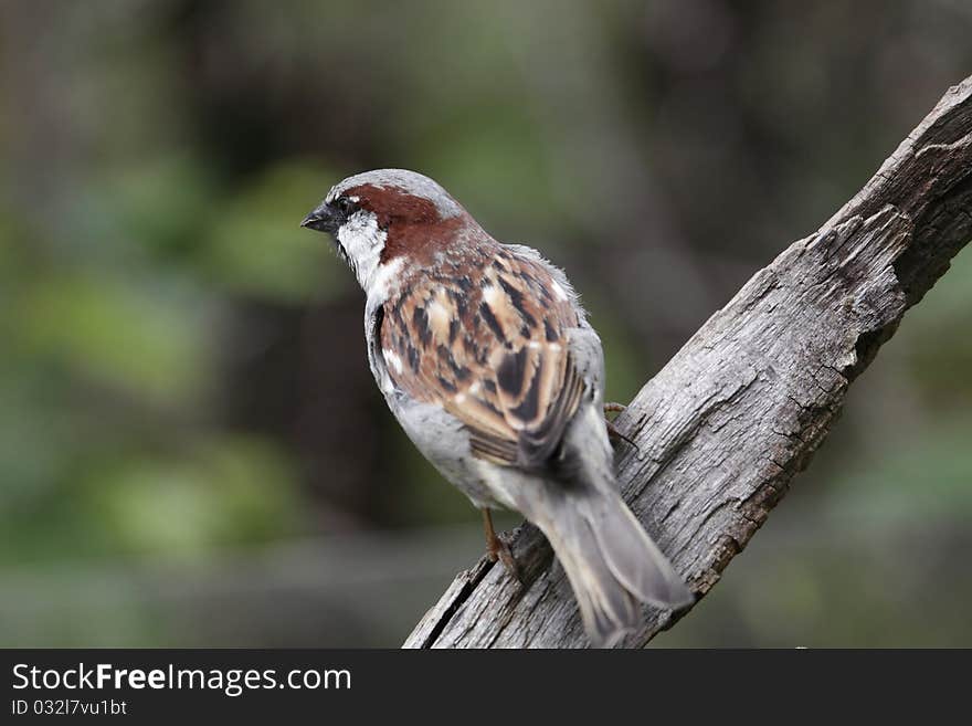 Eurasian Sparrow