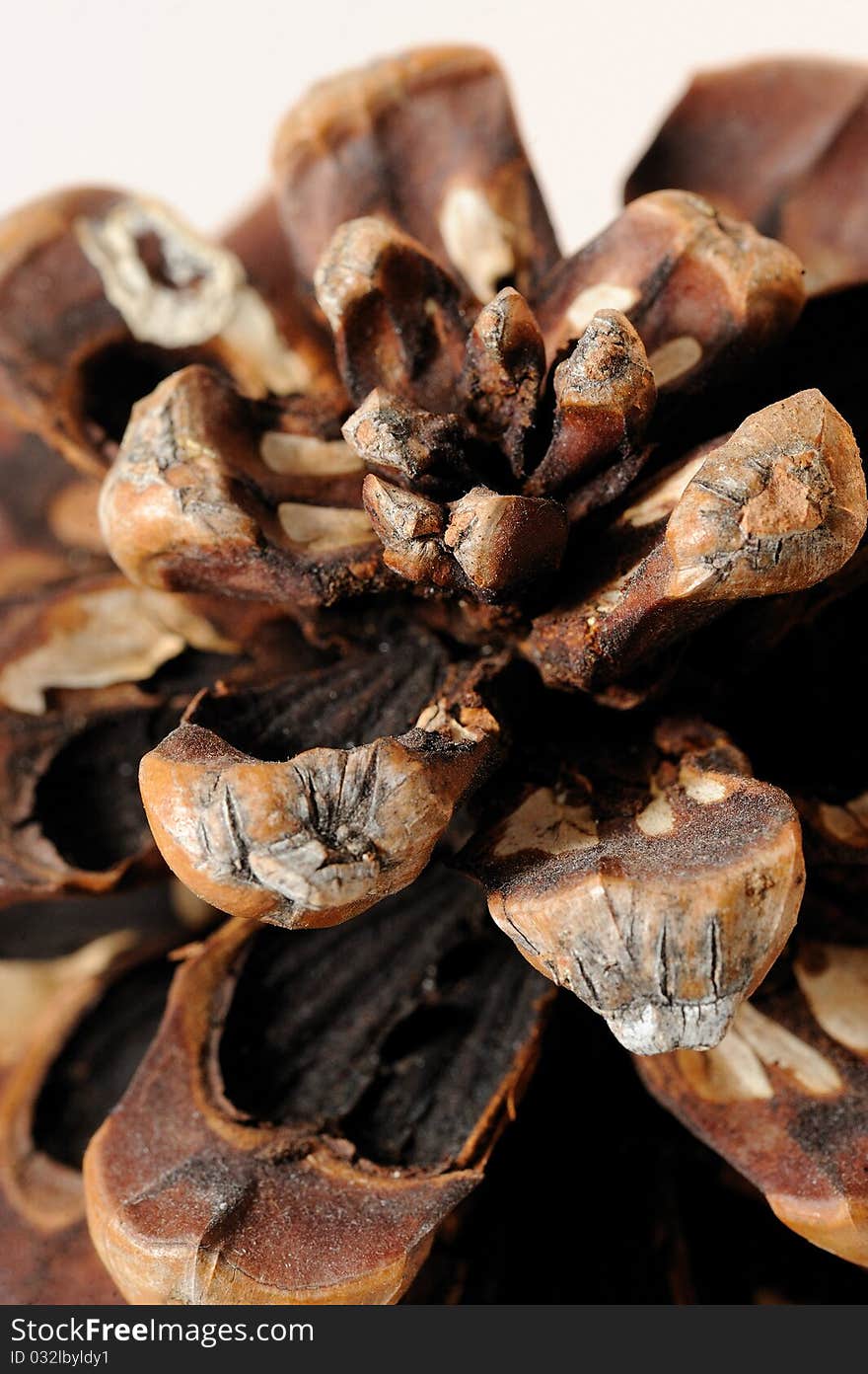 Beautiful pine cone texture . background