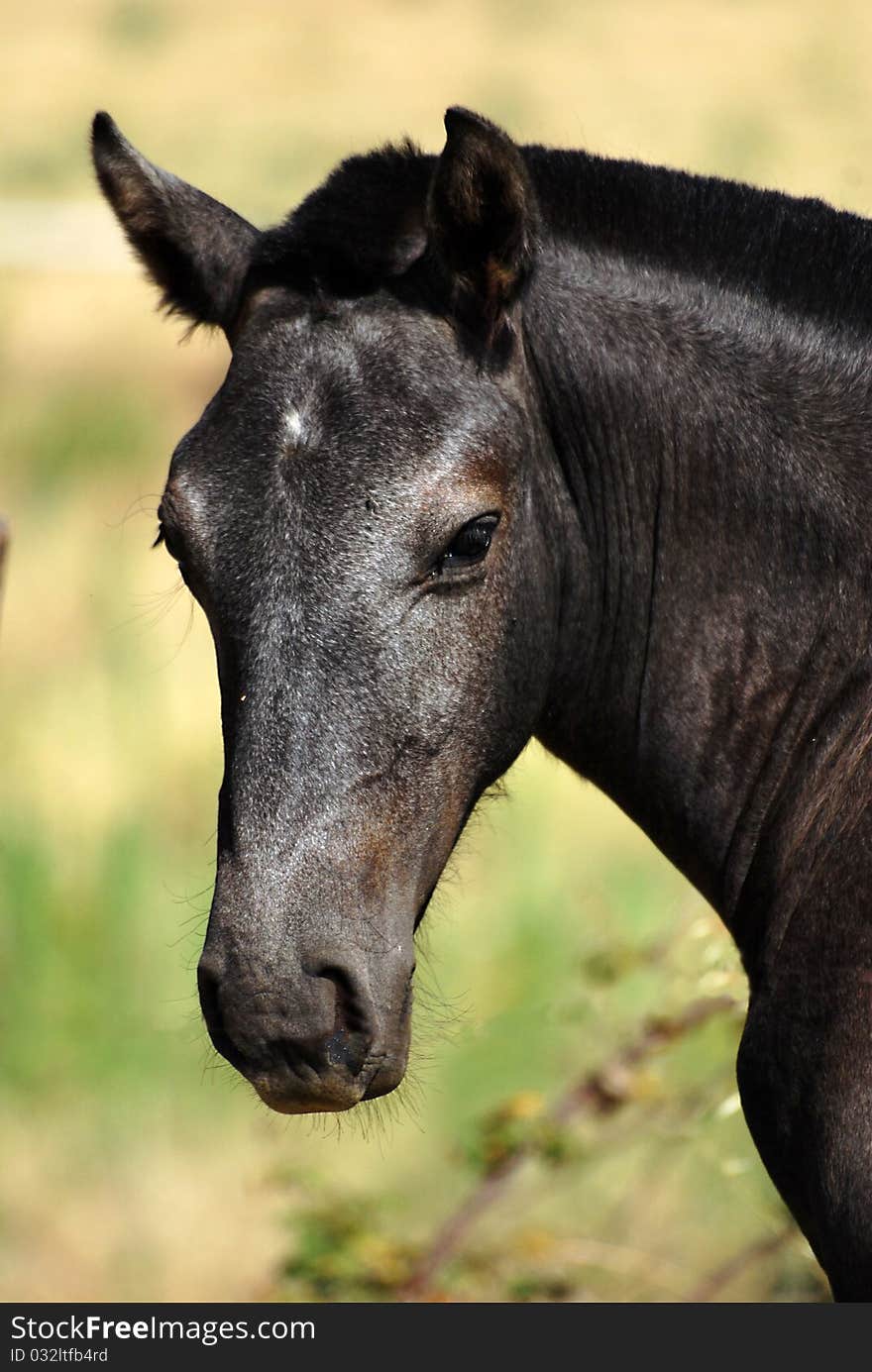 Close view to the head of a black foal.