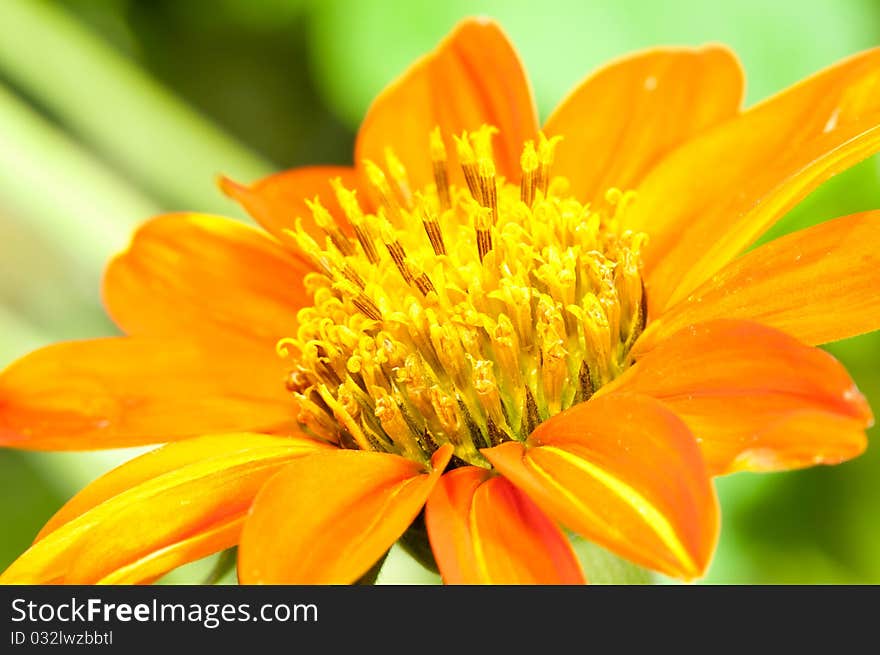 Orange Dahlia