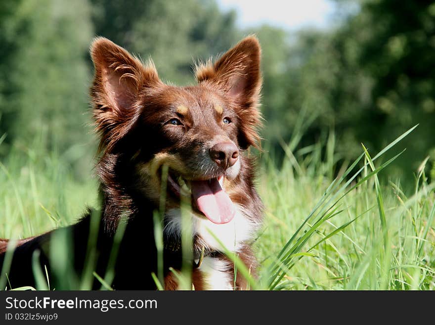 Beautiful young Australian Shepherd, outdoor.