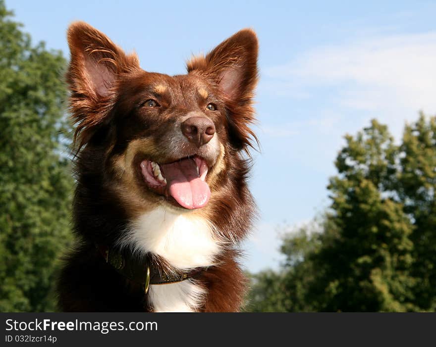 Beautiful young Australian Shepherd, outdoor.