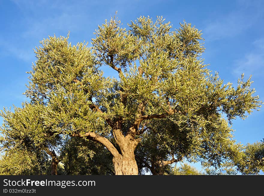 Olive Tree_01