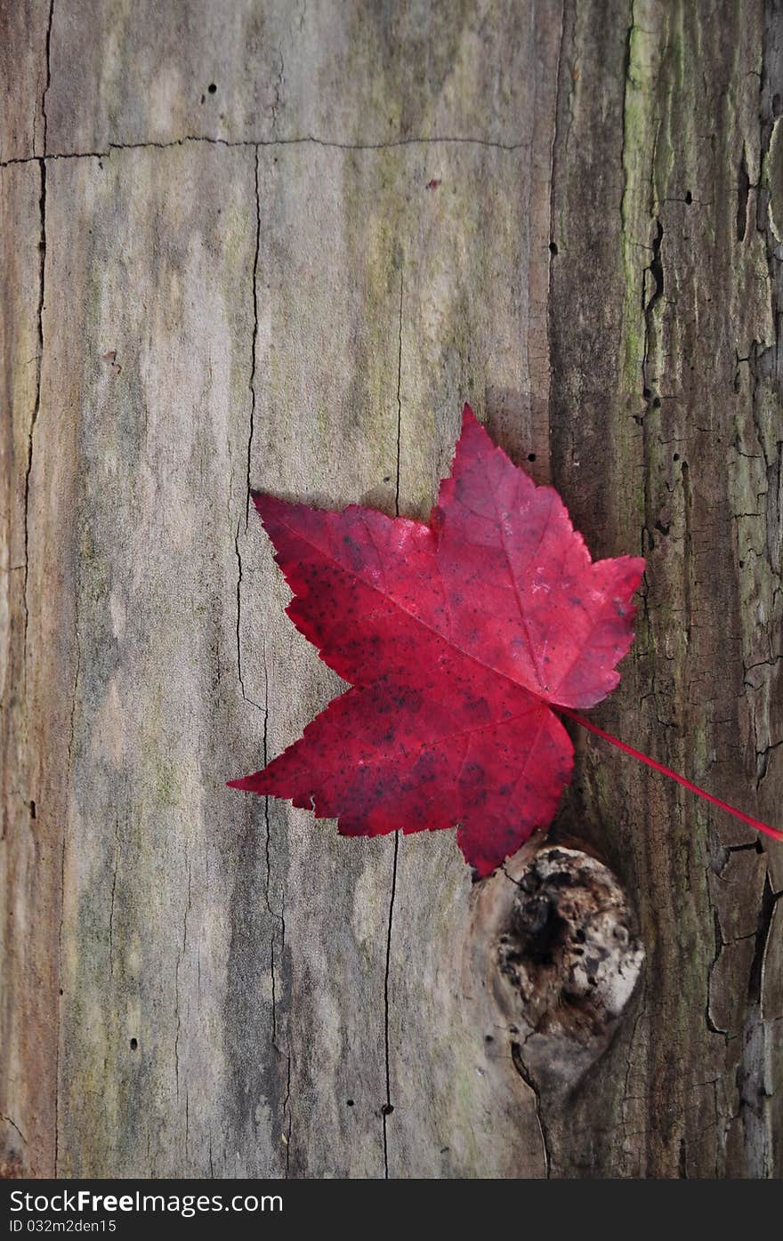 A single red leaf had fallen on a log. A single red leaf had fallen on a log