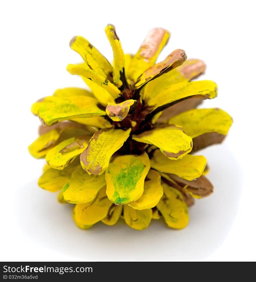 Pine Cone Yellow