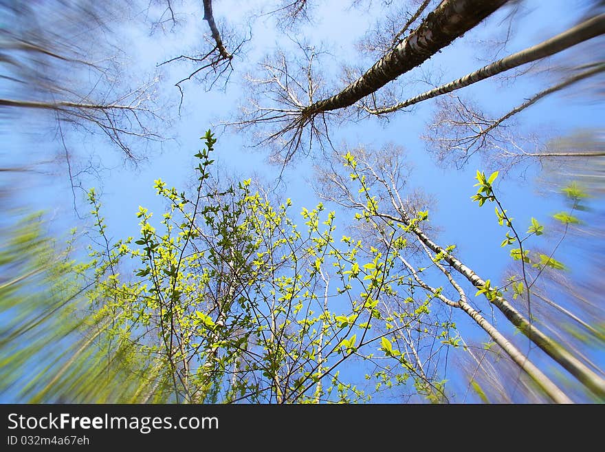 Tops of birches against the sky. Tops of birches against the sky