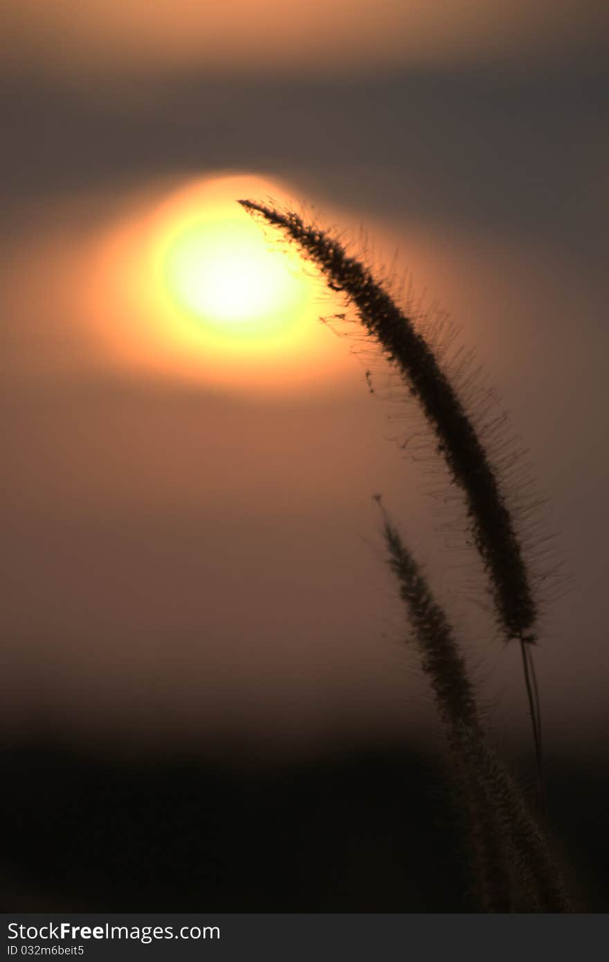 Grass silhouetted with sunset in Thailand