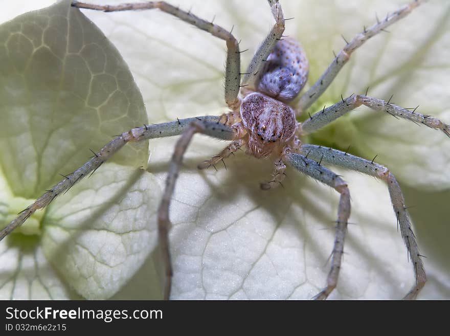 Big scary spider hunter lying in wait for his victim