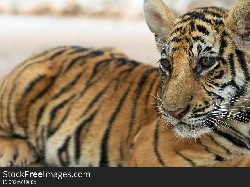 Baby Tiger in Thailands Tiger Temple