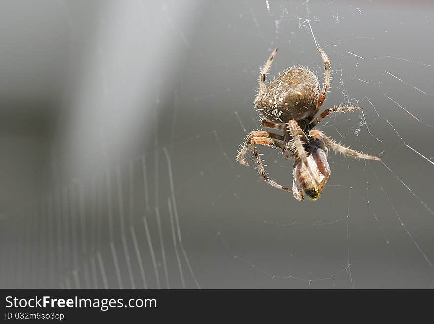 Spider with its prey in the web.