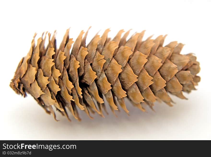 Pine cone isolated over white