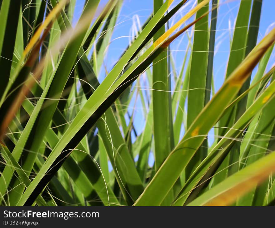 Grass. Macro