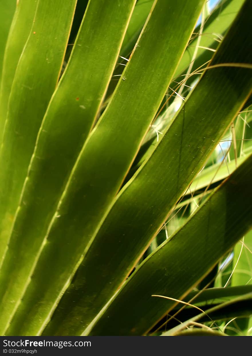 Green palm leaf. Close-up photo. Green palm leaf. Close-up photo