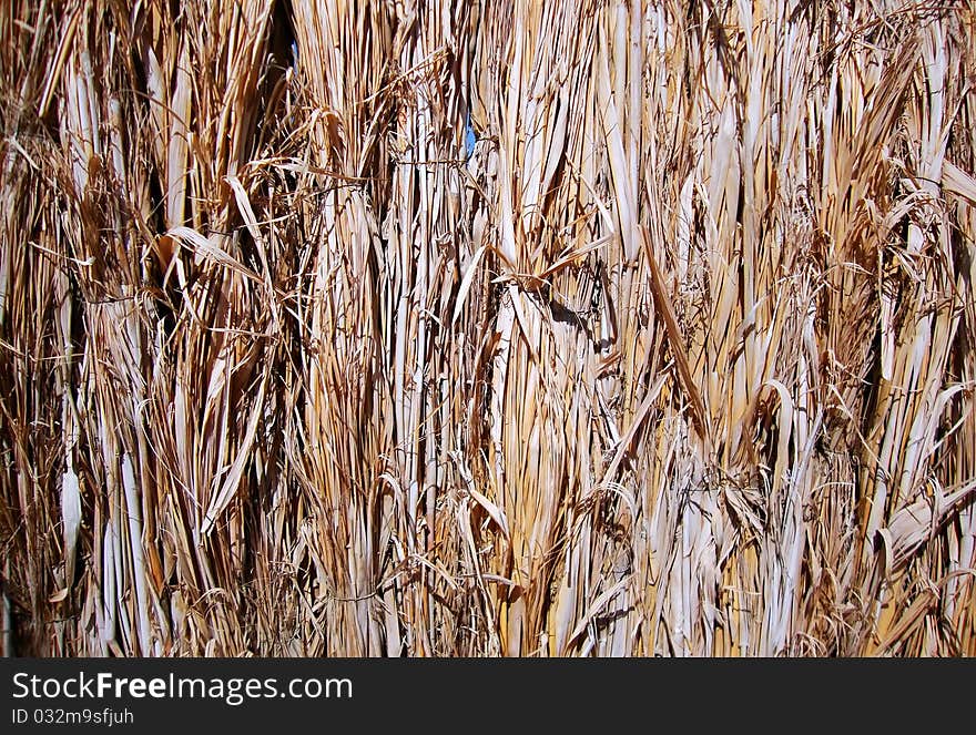 Dry grass. CLose-up photo